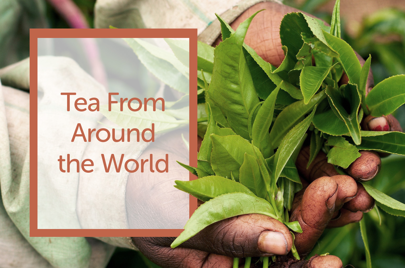 Tea From Around The World