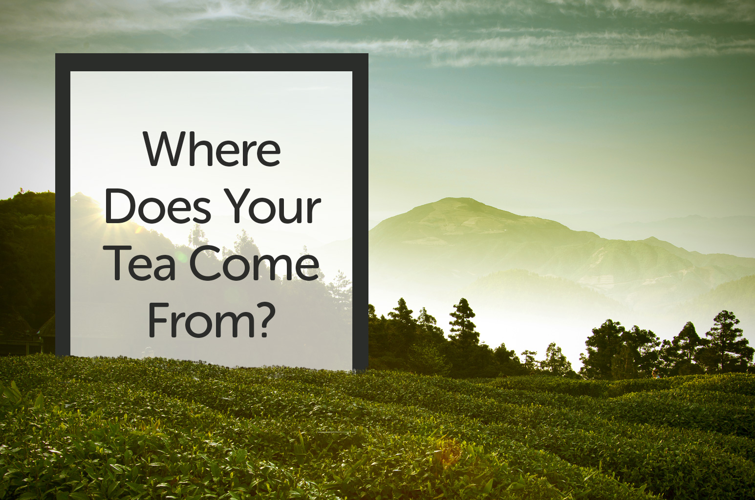 Where Does Your Tea Come From?